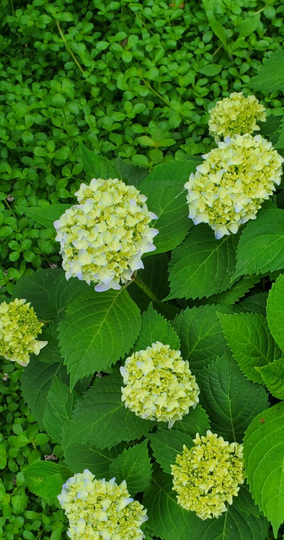 小众送妈妈的花有哪些花