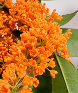 小众送妈妈的花有哪些花