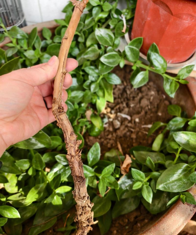 小众送妈妈的花有哪些花