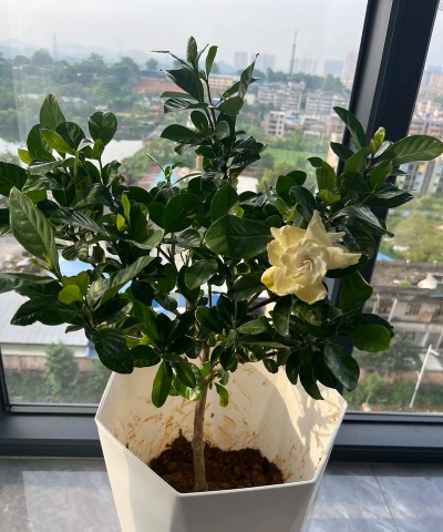 云花怎么种植扦插