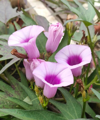 小众送妈妈的花有哪些花