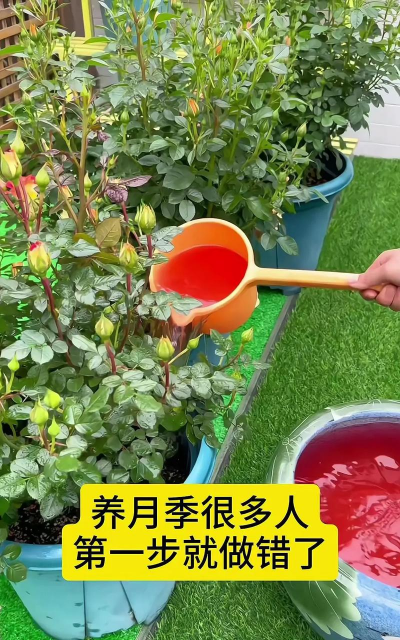 小众送妈妈的花有哪些花