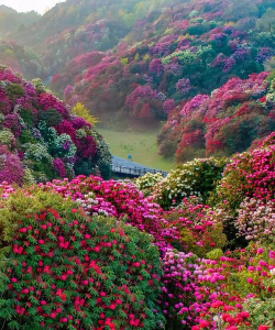 小众送妈妈的花有哪些花