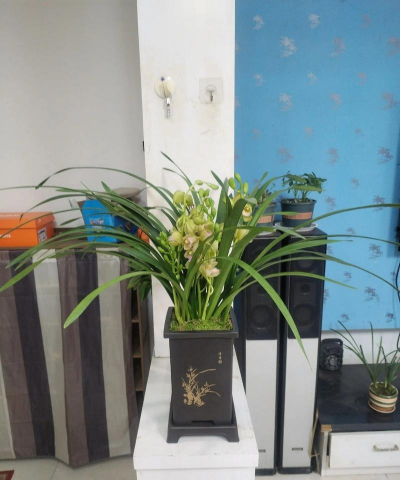 小众送妈妈的花有哪些花