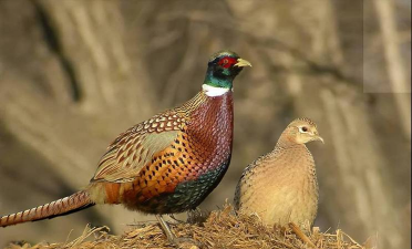 小众送妈妈的花有哪些花
