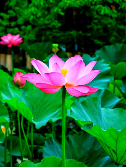 小众送妈妈的花有哪些花