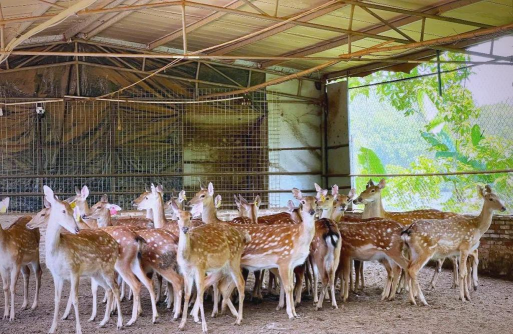 小众送妈妈的花有哪些花