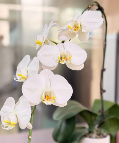 小众送妈妈的花有哪些花