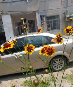 小众送妈妈的花有哪些花