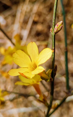 小众送妈妈的花有哪些花