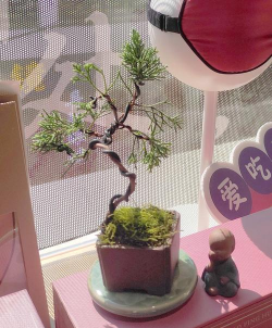 小众送妈妈的花有哪些花