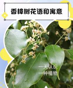 香樟花语是什么