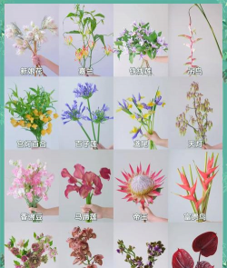 小众送妈妈的花有哪些花