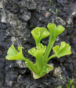 秋天发芽的植物