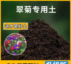 小众送妈妈的花有哪些花