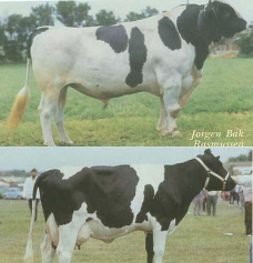 小众送妈妈的花有哪些花