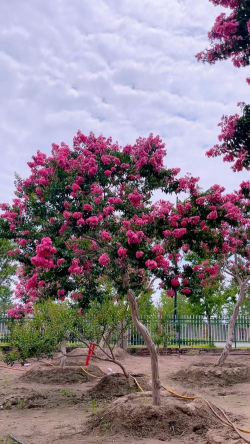 观赏紫薇观什么