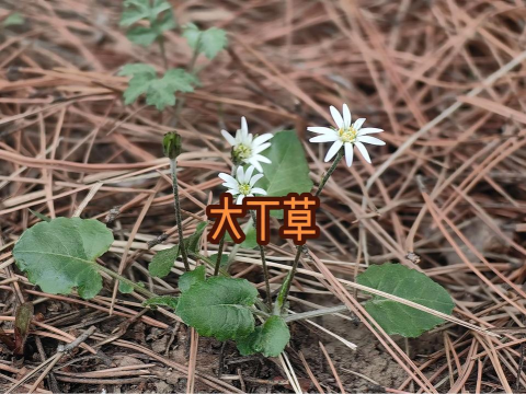 小众送妈妈的花有哪些花