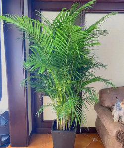 小众送妈妈的花有哪些花