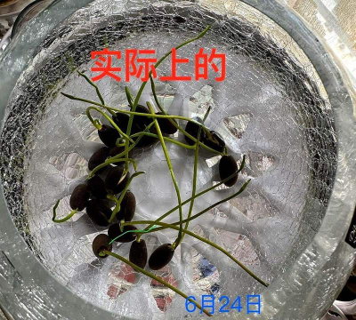 小众送妈妈的花有哪些花