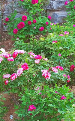 小众送妈妈的花有哪些花