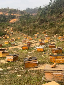 小众送妈妈的花有哪些花