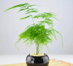 小众送妈妈的花有哪些花