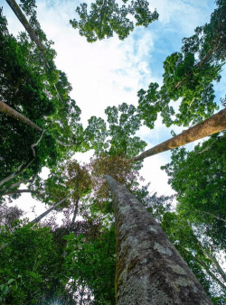 小众送妈妈的花有哪些花