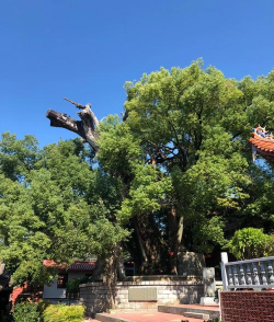 莆田有什么树木