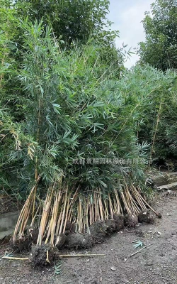 琴丝竹什么价格