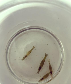 小众送妈妈的花有哪些花