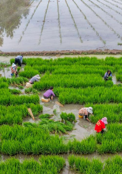 小众送妈妈的花有哪些花