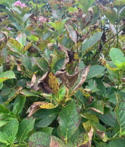 小众送妈妈的花有哪些花