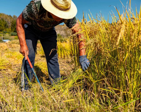 小众送妈妈的花有哪些花