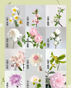 小众送妈妈的花有哪些花