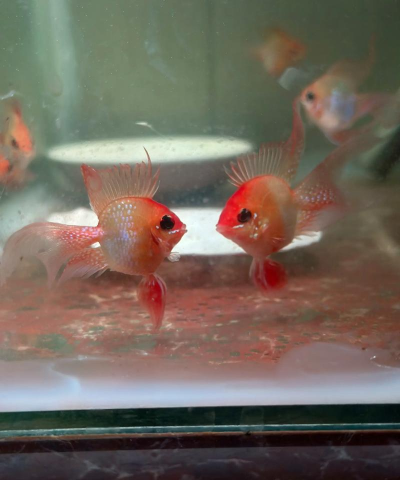 小众送妈妈的花有哪些花