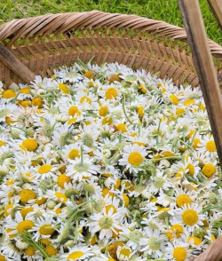 小众送妈妈的花有哪些花