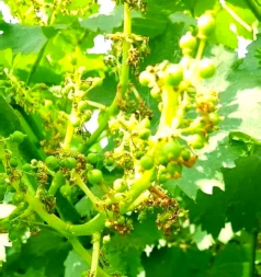 小众送妈妈的花有哪些花