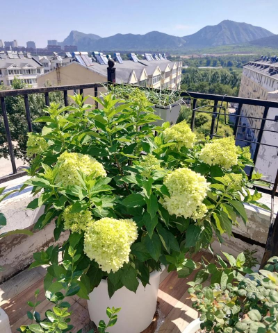 小众送妈妈的花有哪些花