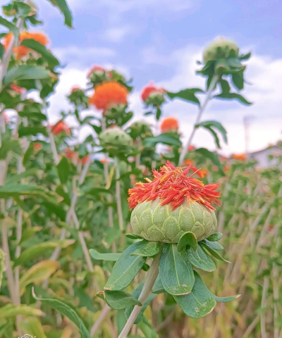小众送妈妈的花有哪些花
