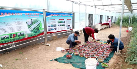 小众送妈妈的花有哪些花