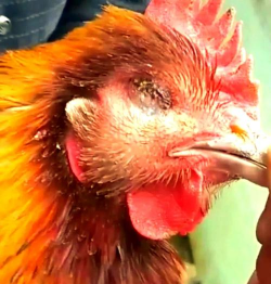 小众送妈妈的花有哪些花