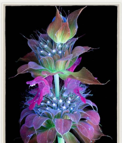 小众送妈妈的花有哪些花