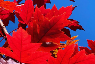 加拿大的国花是什么花