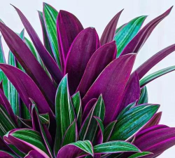 小众送妈妈的花有哪些花