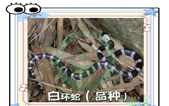银环蛇和白环蛇区别