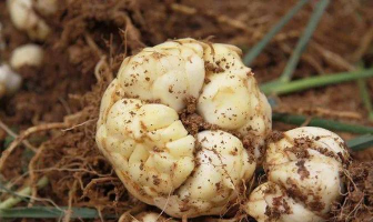 小众送妈妈的花有哪些花