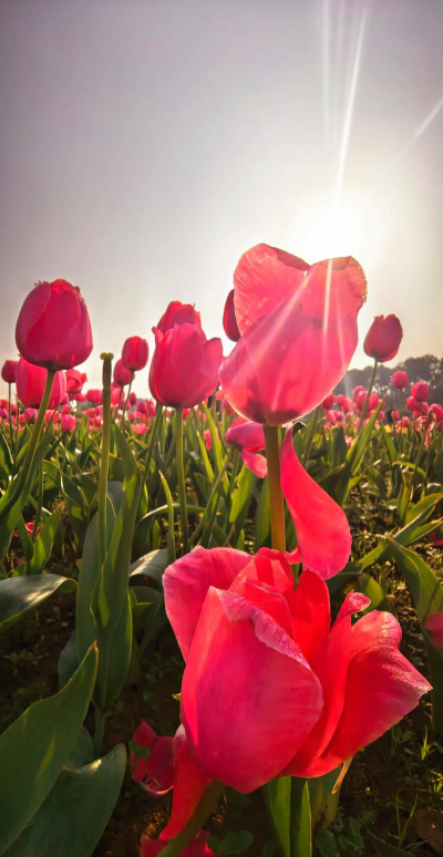 小众送妈妈的花有哪些花