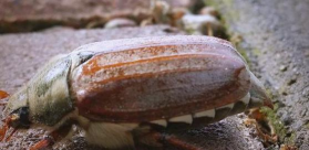 小众送妈妈的花有哪些花