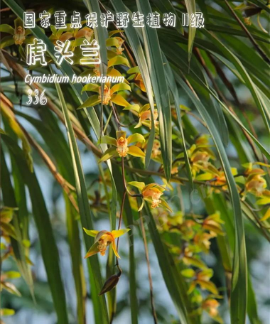 什么是中国被子植物